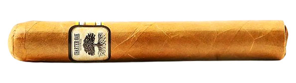 Charter Oak Shade Grande Zigarre Nahaufnahme