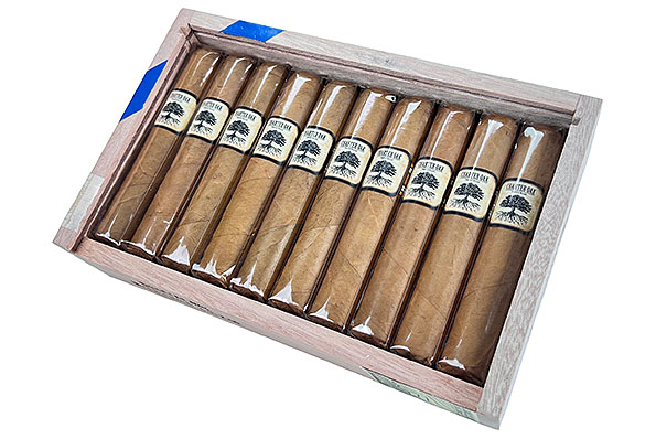 Foundation Charter Oak Connecticut Shade Rothschild 20 Zigarren Foundation Charter Oak Connecticut Shade Rothschild 20 Zigarren